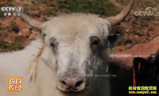 [ÿ��ũ��]��ԭѰ�� ��ţ������ 20170908