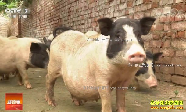 �Ƽ�Է���ӱ����������ݵ���ɫ������ֳ��