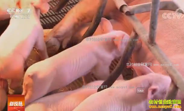 [�Ƽ�Է�㽭ͩ���ź���������Ƶ]һͷ������6000Ԫ������ 20170913