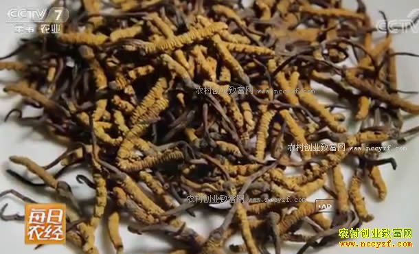 [ÿ��ũ��]ѩ���ԭ�ϵĳ�ݲƸ� 20170914