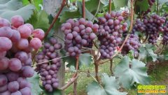 �����ֹ������ܶ�׬Ǯ���Ƽ�����������ֲ�¸�����