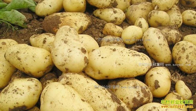 土豆行情低迷 分析师:年前土豆价格难及高位