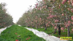 ��԰��ֲʲô��Ч��ã�