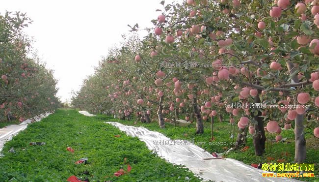 ��԰�ֲ�Ч���