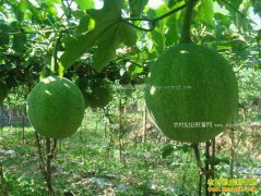 ɽ�������������ֲ���䴴ҵ�¸�