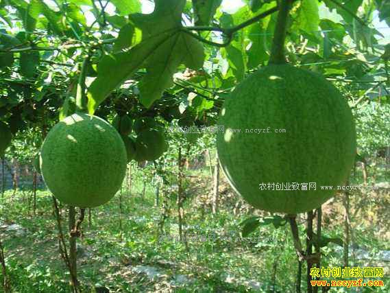 ɽ�������������ֲ���䴴ҵ�¸�