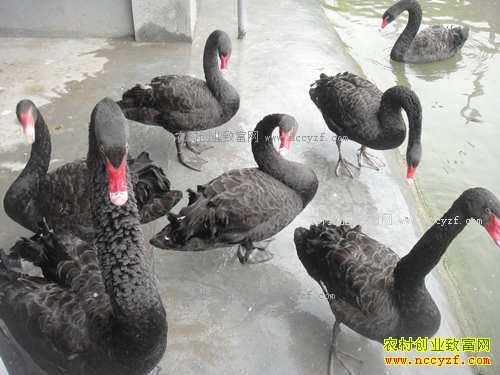 [ũ����غ������ֳ��Ƶ]��������ֳ����