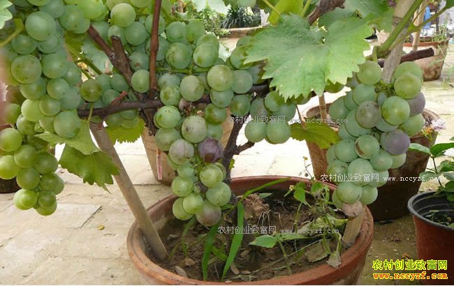 ɽ��ƽ����������ֲ�辰����ǰ����һĶ����1��Ԫ