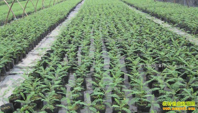 ���շ����ش�ѧ����ٿ�ά������ľ��ũ�����¸�·