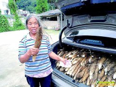 �Ĵ���ȫ�غ��ִ������Ű�Ұ��ɽҩЧ���