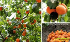 ��������ũ����ӼῪ�������ز���ӯ��4��Ԫ