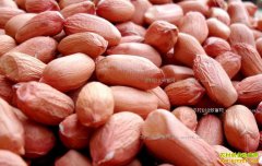 ��ֲ������� �����۸�����