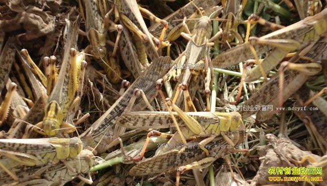 ɽ�����������������������ũ�¸�