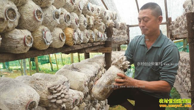 �Ĵ�����Ӻ�»Խո���Ģ��������10����Ԫ