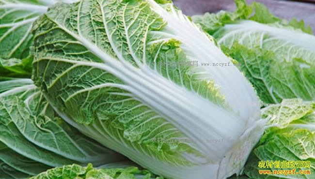 �����˼۸����� �����ײ˼۸����������