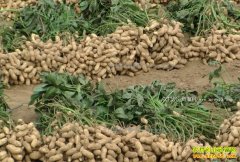 �����۸����»� ��ֲ����Ч���Բ���