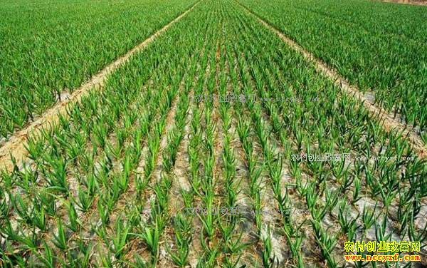 ������ɽ�أ���ֲ����Ч��߳�ũ���¸�����Ŀ