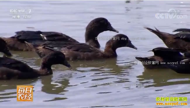 [ÿ��ũ��]�����γǣ�����Ѽ�ɳ�������