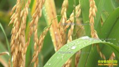 [�¸���]������¡�����ڵ�����������ҵ�¸�