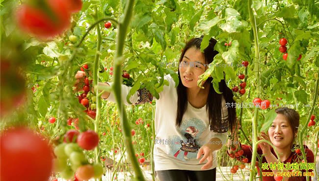 ����ũҵͦ׬Ǯ Ͷ������ũҵ��������ҪԶ��