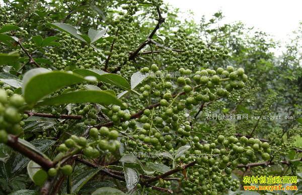 �Ĵ�ͨ�����Ѽѻ����紴ҵ�ֻ����߳��¸�·