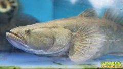 [�¸���]�㶫��ɽ�뾰��ˮ���ջ�ˮ����ֳ�����׬Ǯ��