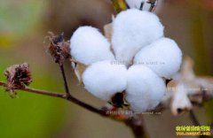 �����޻������ ���޼۸�Ϊ���µ���