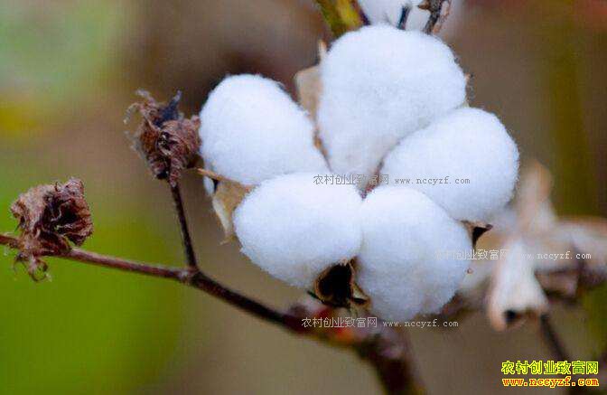 �����޻������ ���޼۸�Ϊ���µ���