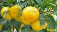 ���������ȶ� �г��������д����