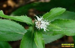 �г�����Ӧ������۸��ͦ