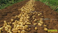 ������ֲ��Щũ���������ȷ֧�֣�