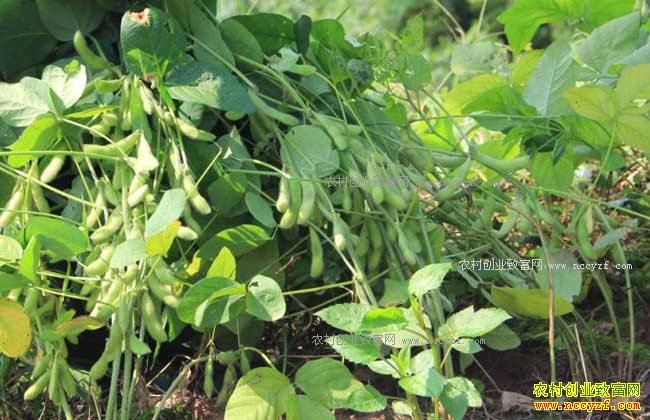 2018�����֧����ֲ��Щũ�������ֲ