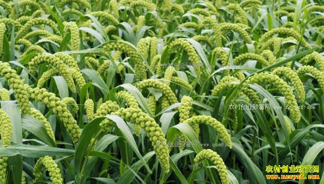 2018�����֧����ֲ��Щũ���������ֲ