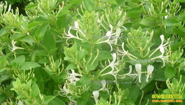 2018�����֧����ֲ��Щũ�����������ֲ