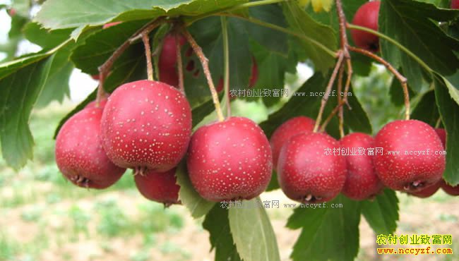 2018�����֧����ֲ��Щũ���ɽ���ֲ