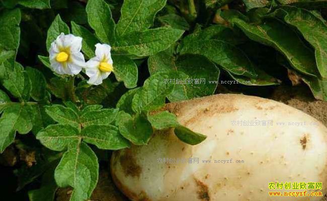 ũ����ֲʲô��׬Ǯ���Ƽ�������������ֲ��Ŀ