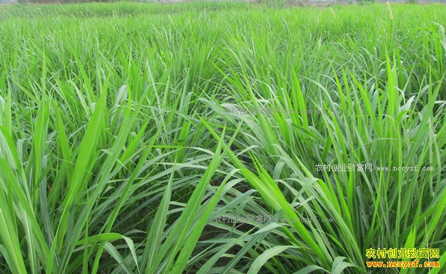 ũ����ֲʲô��׬Ǯ���Ƽ�������������ֲ��Ŀ