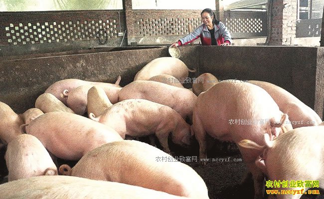 �Ĵ�����������ι������������ 1ͷ����׬1500Ԫ