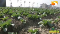 �¸��ð���������Ǳ������ܡ�һ�����ա����߲�Ķ׬�����