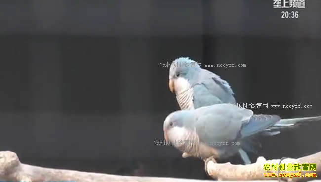 �¸��ð�������������������ֳ������ֻ�����һֻ������