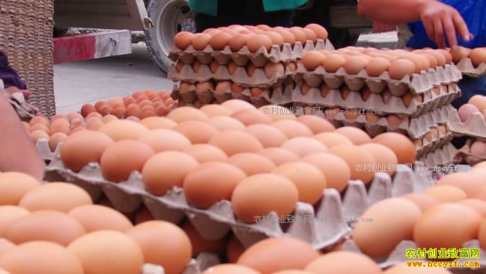 ��ǰ�ݵ��۸����� ����ʦ���ں󼦵��۸���»�