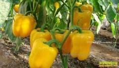 ɽ���������ӿ���ֲ�����ʽ�һĶ����4��Ԫ