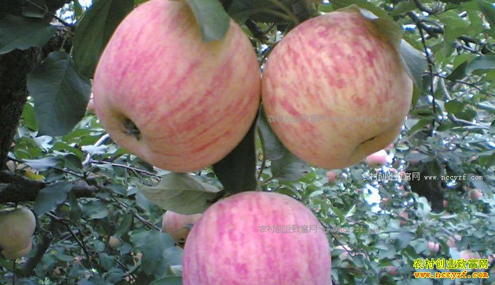 果农和客商如何应对苹果价格下滑