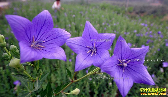 2018��۹��۸���������Ԥ�⼰��ֲǰ������