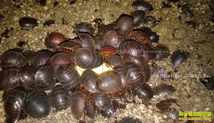 ��ֳ��Ԫ��ƭ�˵�����Ԫ��ֳƭ����Ļ�ع�