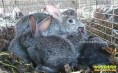 ���ӷ�����ʲôҩ�ã�