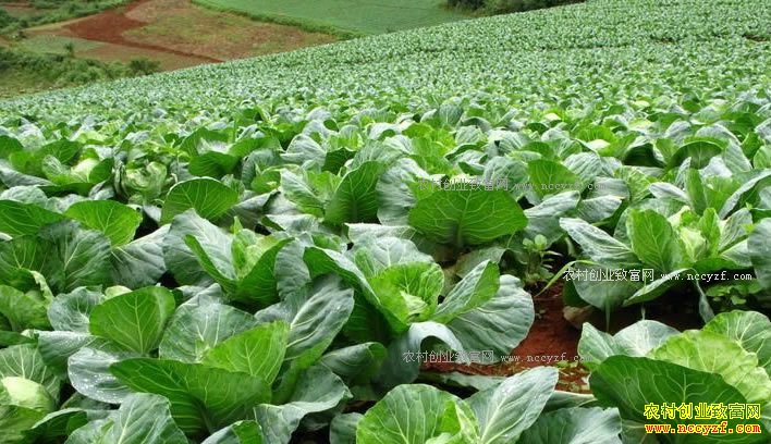 ��ũ�ֲ˹�ģ���׶������ʣ�