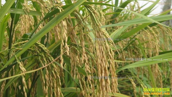 ˮ���۸��λ�� ����ʦԤ�����ʵ��۸������ǿռ�