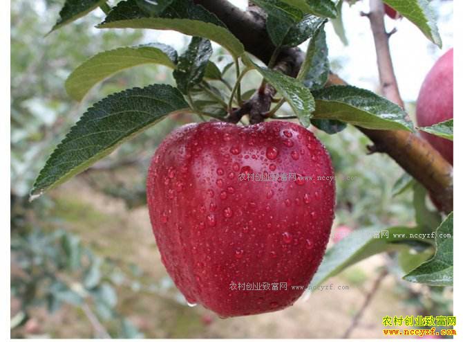 �����崨�زм��˺����ֵ�����ƻ����ҵ�¸�