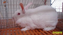 ̡�õ��˽�Ƥ����ô�죬��ʲôҩ���ƺã�